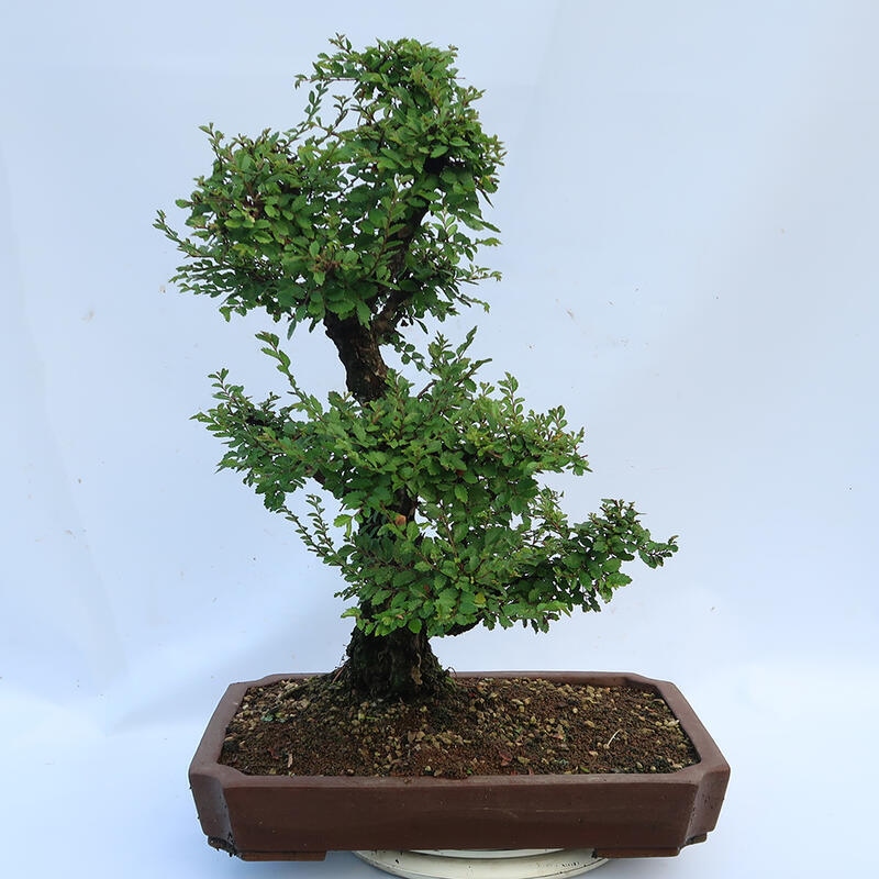 Venkovní bonsai - Zelkova - Zelkova NIRE