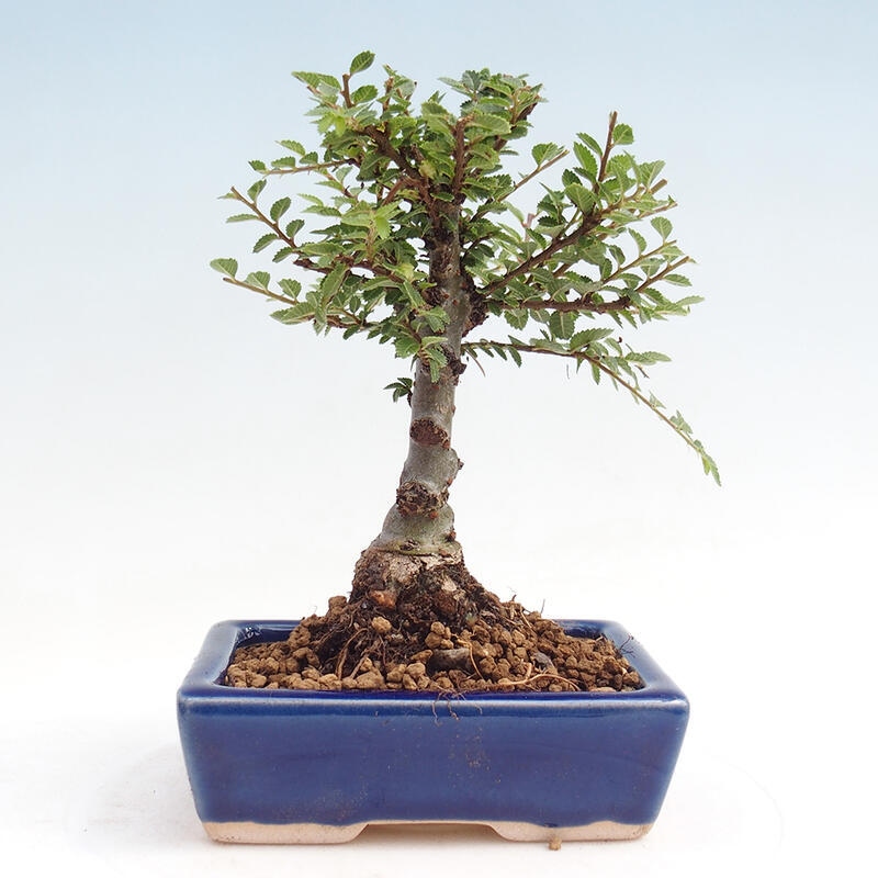 Venkovní bonsai - Zelkova - Zelkova NIRE