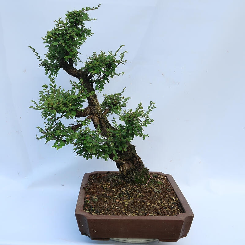 Venkovní bonsai - Zelkova - Zelkova NIRE