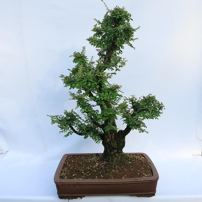 Venkovní bonsai - Zelkova - Zelkova NIRE