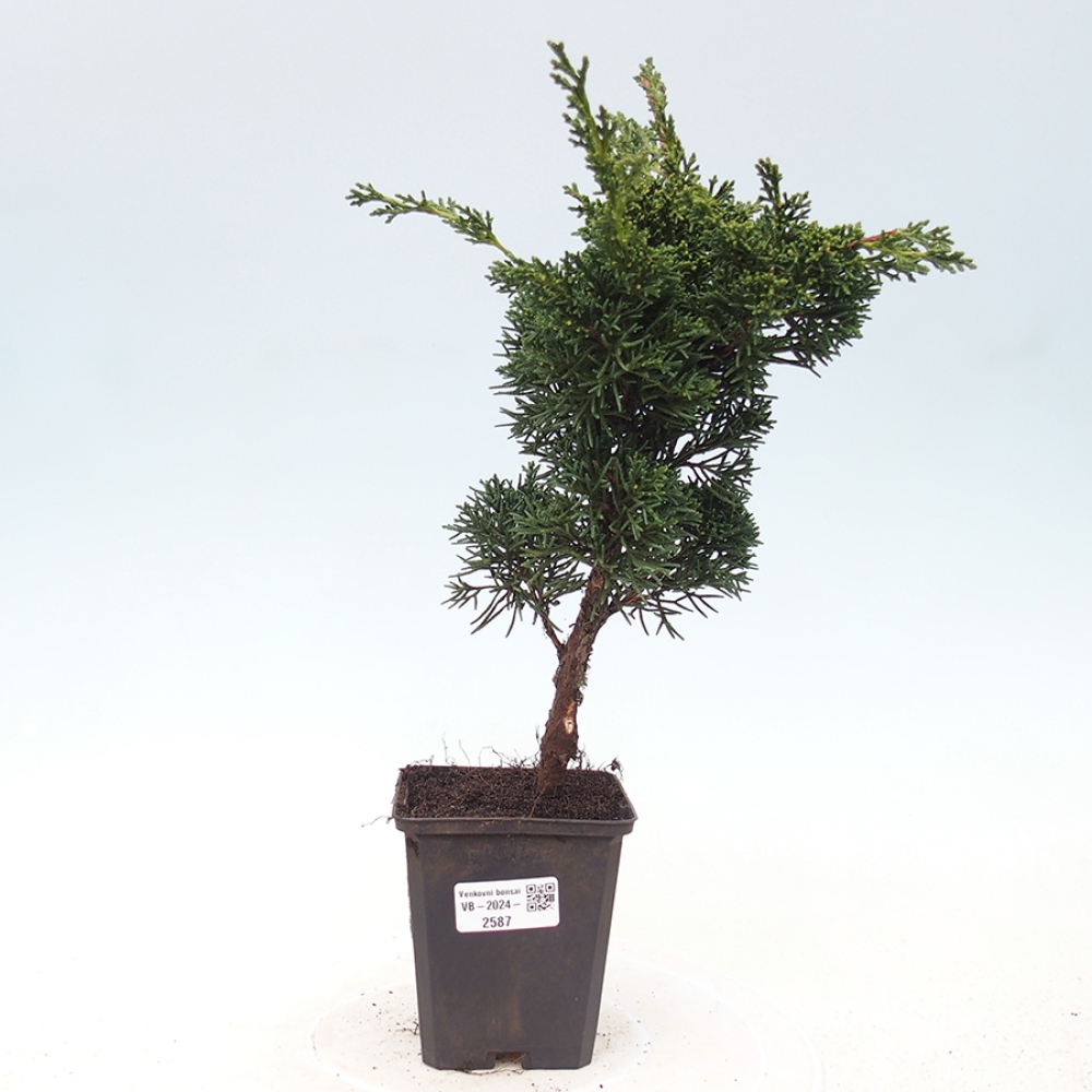 Venkovní bonsai - Juniperus chinensis Kishu -Jalovec čínský